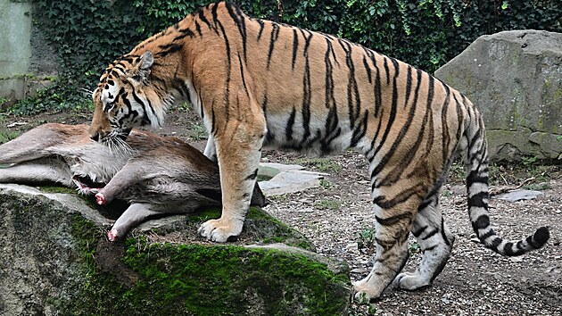 Krmen� tygr� v olomouck� zoo