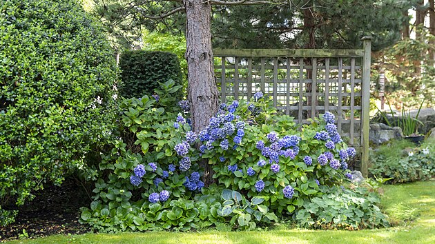 R�no slun��ko, odpoledne st�n. A vlhko. To hortenzii velkolist� vyhovuje.