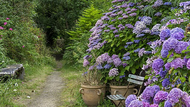 R�no slun��ko, odpoledne st�n. A vlhko. To hortenzii velkolist� vyhovuje. Dok�e vytvo�it opravdu monument�ln� ke�e s nep�ehl�dnuteln�m a p�sobiv�mi kv�ty.