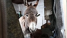 Ruská armáda na Ukrajin nasadila osly