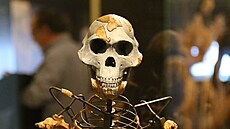 Praské Národní muzeum vystaví od 25. srpna 3,2 milionu let starou fosilii...