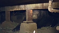 Ne�ekané setkání za�il mu� z ji�ní Kalifornie, kdy� se vrátil do svého domu...