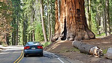 Ve srovnání se sekvojemi v národním parku se nae auto opticky zmenuje na...