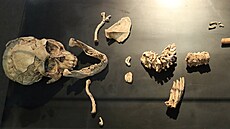 V Národním muzeu bude vedle Lucy vystavena i Selam, kostra dít�te, která je...