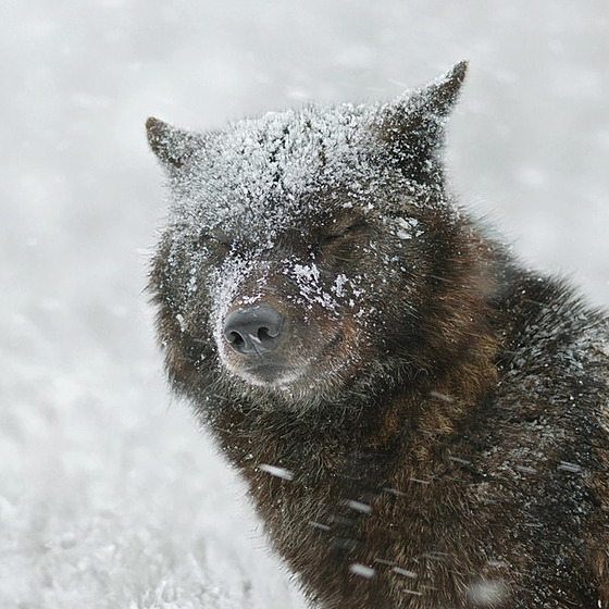Vlk �erný v Kanad�. V Evrop� se tito jedinci vyskytují vzácn�, co� m��e být...