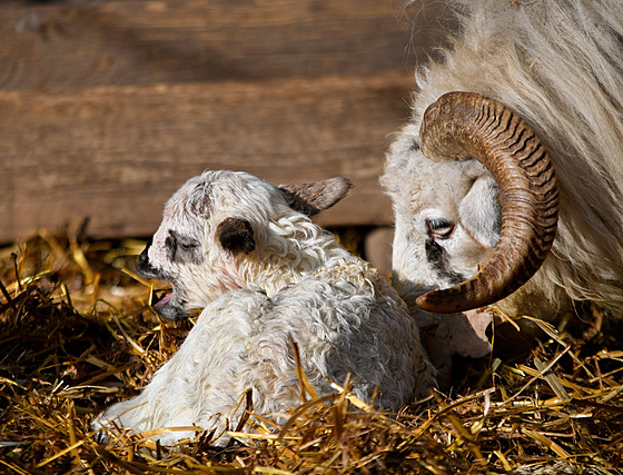 ilustra�ní snímek