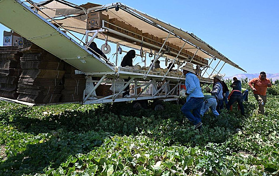 Migranti pracují na farm Kalifornii. (15. ervna 2024)