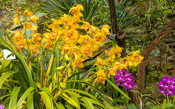Orchideje v praské botanické zahrad