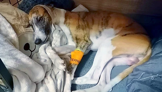 Pes napadl v Plzni-Skvr�anech �trnáctiletou dívku a jejího psa.