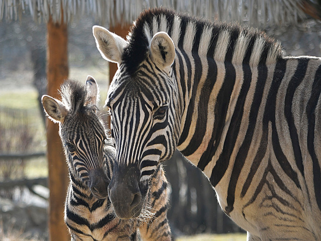 Zhruba týden stará sami�ka by m�la mít ve stád� jihlavských zeber brzy spojence...