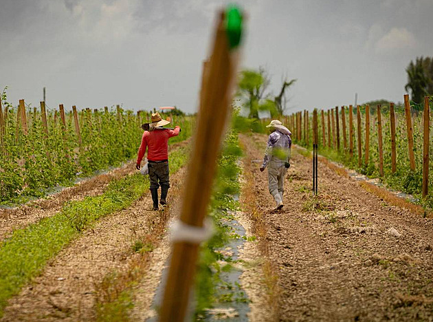 Farmář v Itálii nechal zraněného migranta umírat před domem. Dostal 16 let vězení