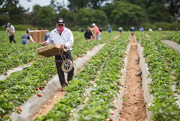 Hlavně bělochy a i těch jen několik tisíc. USA radikálně ořezaly příjem uprchlíků