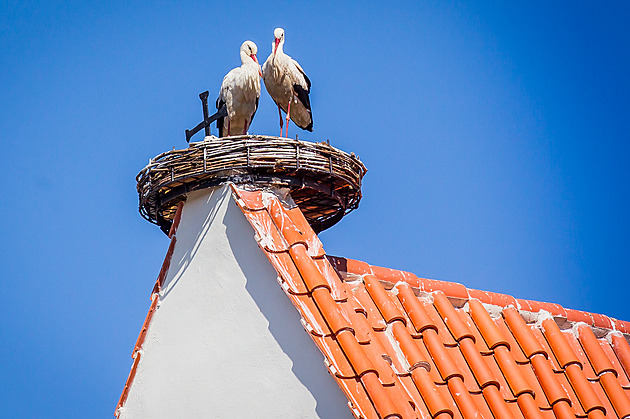 ápi se na hnízdo umístné na stechu kostela v Dubném pravideln vracejí. (rok...