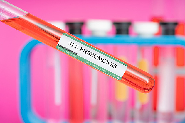 Máte čich na vztah a sex? Feromony ovlivňují i výběr partnera
