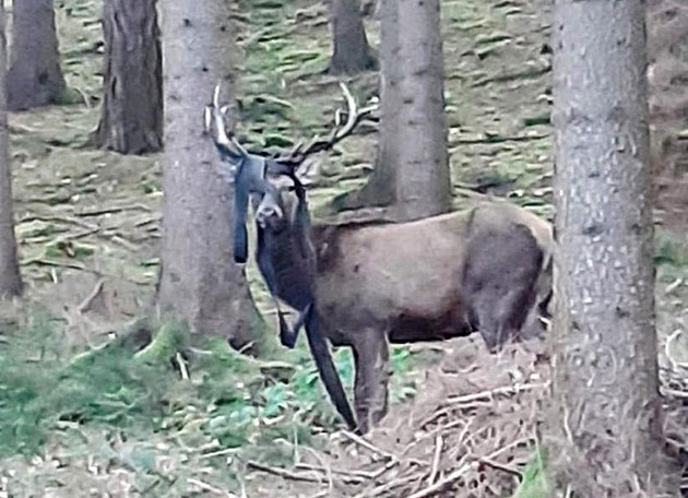 Jelen s dal�ími p�ti kusy utekl z ob�rky v Klopotovském údolí.
