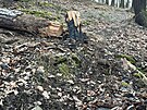 Pachatel opakovan� zakl�dal po��ry strom� v Kr�sk�m lese.
