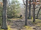 Pachatel opakovan� zakl�dal po��ry strom� v Kr�sk�m lese.
