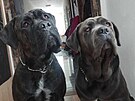 V Novch Syrovicch na Tebsku se u nkolik dn hledaj dva psi rasy cane...