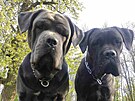 V Novch Syrovicch na Tebsku se u nkolik dn hledaj dva psi rasy cane...