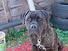 V Novch Syrovicch na Tebsku se u nkolik dn hledaj dva psi rasy cane...