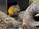Vz�cn� samec aguti �ernoh�bet�ho �ekal na vyvolenou v plze�sk� zoo skoro rok