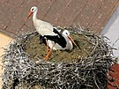 pi se na hnzdo umstn na stechu kostela v Dubnm pravideln vracej. (rok...