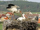 pi se na hnzdo umstn na stechu kostela v Dubnm pravideln vracej. (rok...