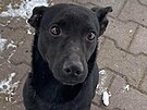 P�i odebr�n� chovateli byl na tom nejl�pe pes, podle provozovatelky �tulku je...