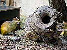 Samici aguti �ernoh�bet�ho ze zoo v n�meck�m Lipsku vpustili v p�tek...