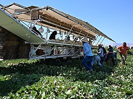 Migranti pracují na farm Kalifornii. (15. ervna 2024)