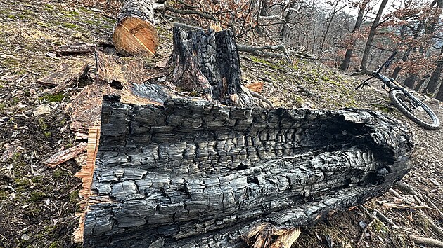 Pachatel opakovan� zakl�dal po��ry strom� v Kr�sk�m lese.