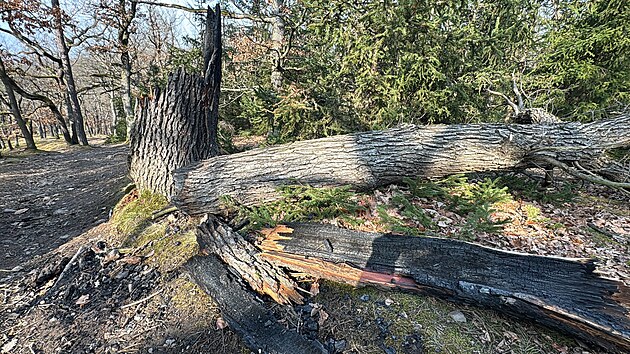 Pachatel opakovan� zakl�dal po��ry strom� v Kr�sk�m lese.