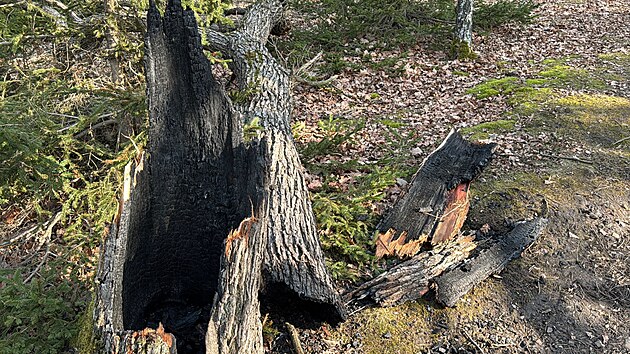 Pachatel opakovan� zakl�dal po��ry strom� v Kr�sk�m lese.