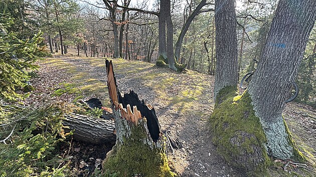 Pachatel opakovan� zakl�dal po��ry strom� v Kr�sk�m lese.