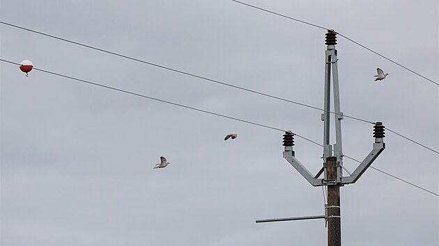 Pokud stavme nov veden nebo veden rekonstruujeme, montujeme jen nov a bezpen konzoly typu Pat (na snmku) nebo Birdsafe, kter maj potebnou certifikaci, prozradil Jan Volek, vedoucho sovho managementu spolenosti EG. D, je spravuje penosovou soustavu na vtin Vysoiny.