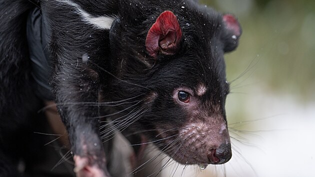 ��bel medv�dovit� zbl�zka