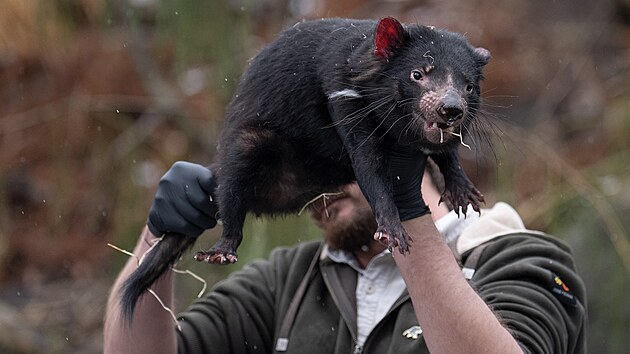 Chovatel David Vala p�i manipulaci s tasm�nsk�m �ertem