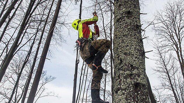 Stromolezec a arborista Jan Janouek zdolv u sjezdovky v Harrachov ptaticetimetrovou jedli.
