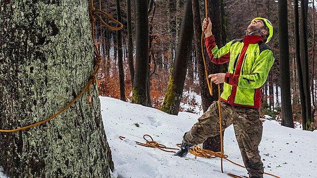 Stromolezec a arborista Jan Janouek se chyst lzt na jedli.