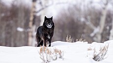 Vlk �erný v Yellowstonském parku v USA. (31. ledna 2025)