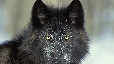 V�t�ina z 2500 a� 3000 vlk� �ijících v Polsku má �edou barvu s rezavými nebo...