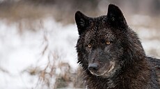 Vlk �erný v Kanad�. (2. �ervna 2024)