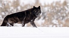 Podobn� jako v �esku se vl�í populace v Polsku v posledních letech rozr�stá. V...