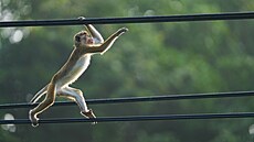 Makak bandar na Srí Lance (7. února 2025)