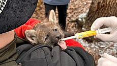 Mlád vlka hivnatého ani ne dva msíce po narození v brnnské zoo (leden 2025)