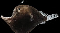 Mo�ský �as Johnson�v, Melanocetus johnsonii