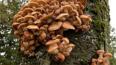 Václavkám �íkají v Kanad� Honey Mushrooms, medové houby. Mykoturisté je nejedí,...