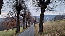 Lipové stromo�adí na ulici V Aleji v Jeseníku.