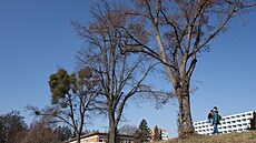 M�sto Zlín plánuje revitalizaci náb�e�í kolem �eky D�evnice u Ba�ovy nemocnice....