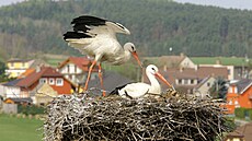 ápi se na hnízdo umístné na stechu kostela v Dubném pravideln vracejí. (rok...